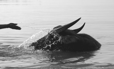 Water Buffalo - Karbouw