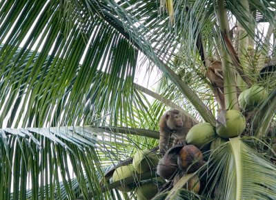 Coconut monkey at work