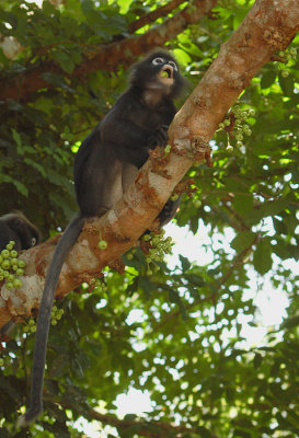 Dusky Leaf Monkey - Brillangoer