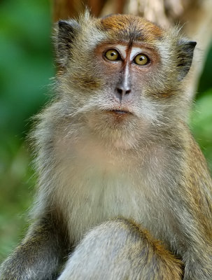 Long tailed macaque - Langstaart makaak