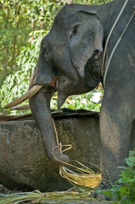Asian elephant - Aziatische olifant