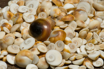 Shiva eye shells
