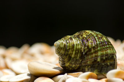 Green turban sea snail