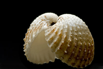 Dancing shells