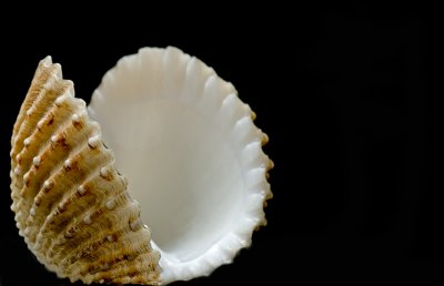 Dancing shells