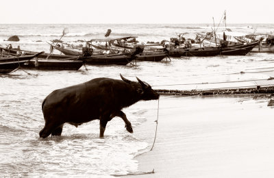 Water buffalo