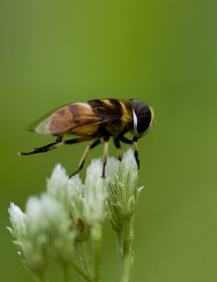 Hoverfly (Phytomia errans)