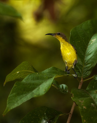 Olive-backed Sunbird (female)
