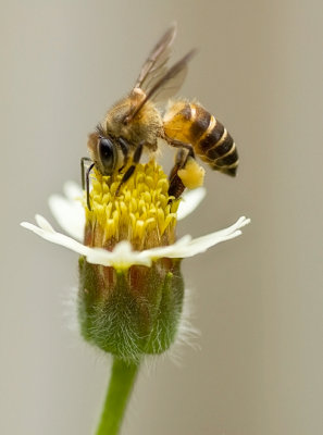 Bee