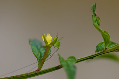 Nymph green bush-cricket