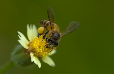 Bee