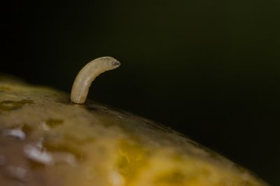 Larva in mango