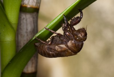 Cicada Chrysalis