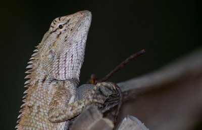 Garden fence lizard