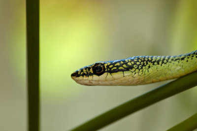 Golden Tree Snake