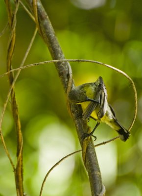 Olive-backed Sunbird (female)