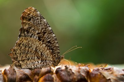 Tiger Palmfly