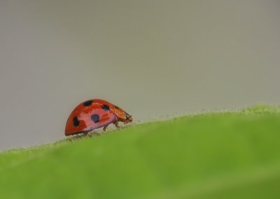 Ladybird