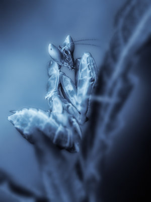 Nymph flower mantis