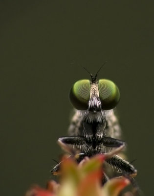 Robber fly