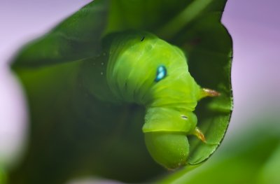 Caterpillar Hawk Moth