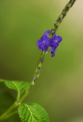 Blue Snakeweed, Porterweed