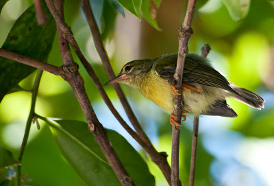 Common tailorbird (juvenile)