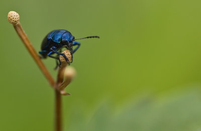 Blue milkweed leaf beetle