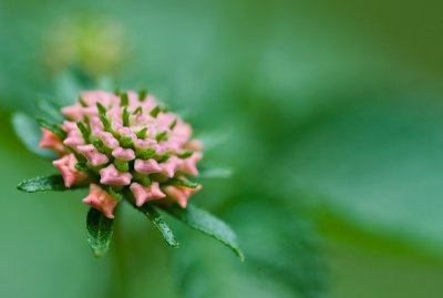 Lantana camara