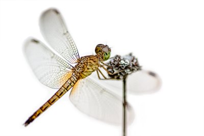 Neurothemis intermedia atalanta