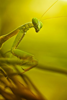 Praying mantis