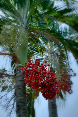 Christmas Palm, Manila Palm