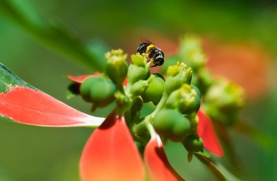 Tiny bee on wild poinsettia