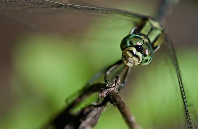 Slender Skimmer