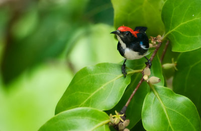 Scarlet-backed Flowerpecker (male)