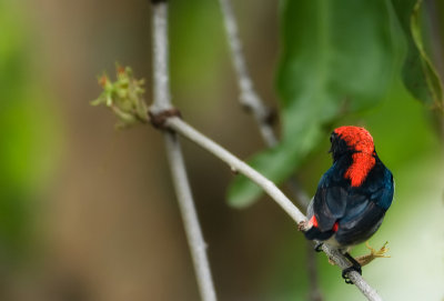 Scarlet-backed Flowerpecker (male)