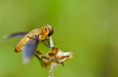 Hoverfly