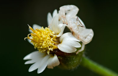 Flower spider