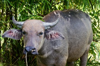 Water buffalo