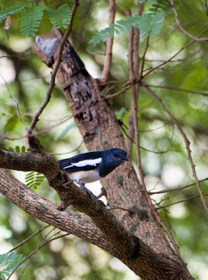 Oriental Magpie Robin (male)