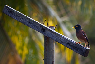 Common Myna (Indian Myna)