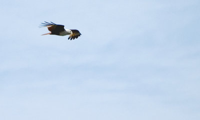 Brahminy Kite