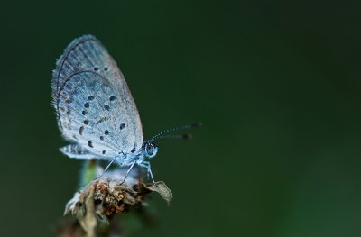 Lesser Grass Blue