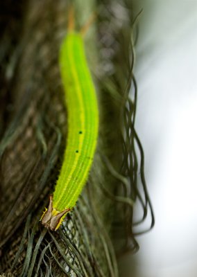 Caterpillar Tawny Palmfly
