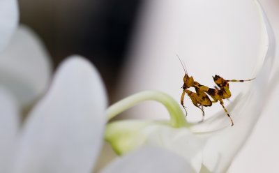 Nymph praying mantis