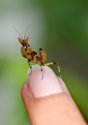 Nymph praying mantis