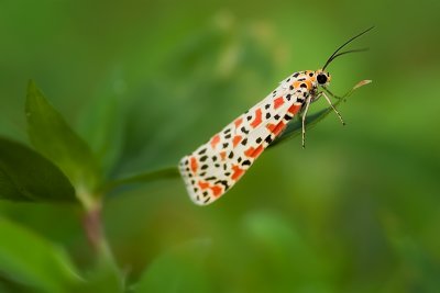 Crimson-speckled Flunkey