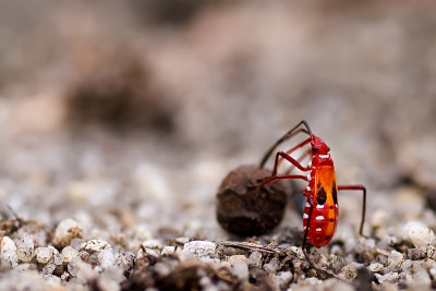 Red Cotton Stainer (nymph)