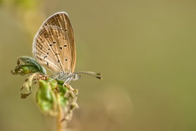 Lesser grass blue