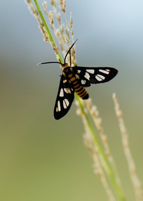 Wasp moth